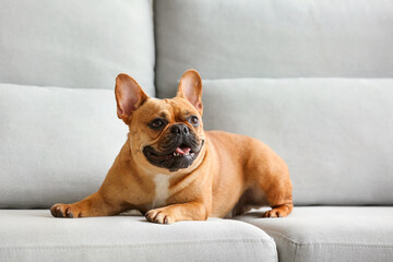 Cute French bulldog lying on sofa at home