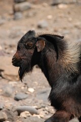Fototapeta premium Closeup shot of a Spanish goat outdoors in Fuerteventura