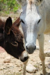 Obraz na płótnie Canvas Closeup shot of a white horse and a donkey in a field in Bonaire