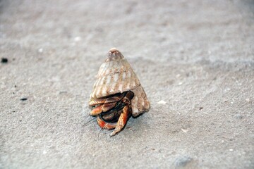 Closeup shot of a Hermit crab at a beach in Curacao