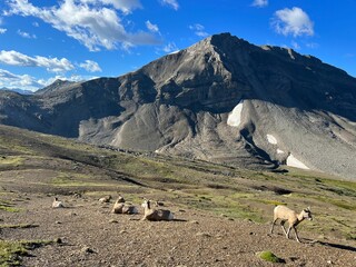 Beautiful landscape of bighorn sheep grazing in front of a mountain under a blue sky with clouds.
