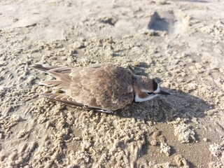 bird  on the beach