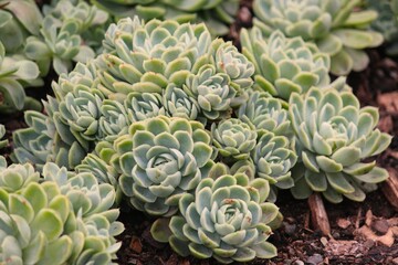 Selective of succulent plants at Botonical garden Oslo, Norway
