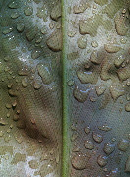 A leaf closeup with water drops in jena