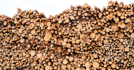 A large number of pine logs stacked neatly in a warehouse in open air territory