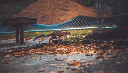 The relationship between animal and man