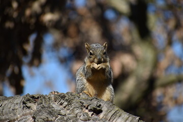 squirrel on the tree