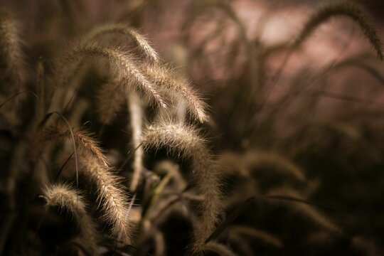 Closeup of desho grass with sunlight in the field (Pennisetum pedicellatum)