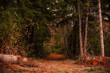 Scenic view of pathway in the middle of colorful autumn forest