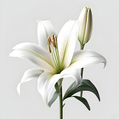 Bouquet of lily lilies flower plant with leaves isolated on white background. Flat lay, top view. macro closeup	