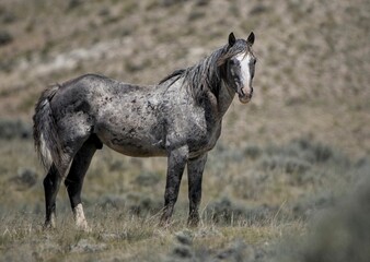 Nokota horse standing on grass farm in McCullough Peaks Area in Cody, Wyoming