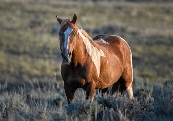 Mustang horse standing on grass farm in McCullough Peaks Area in Cody, Wyoming