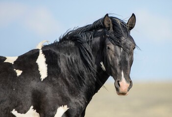 Black Mustang horse portrait and looking at the camera in McCullough Peaks Area in Cody, Wyoming