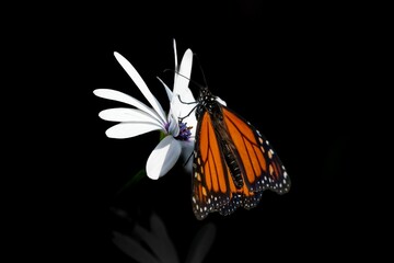 Closeup of a white flower with a butterfly on a black background