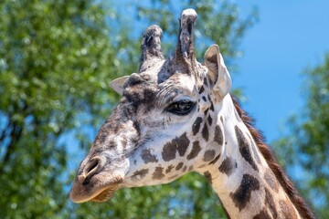 Closeup of a giraffe head with glowing eyes and beautiful patterns on the skin