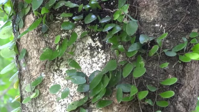 Dragon's Scale Fern, Paku Pakis