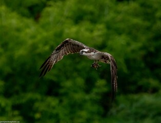 Closeup shot of an osprey soaring in the air with wings wide open against the green trees