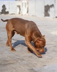 American pitbull terrier hummer