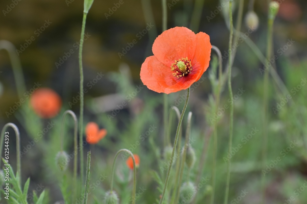 Canvas Prints Red poppy in the green field