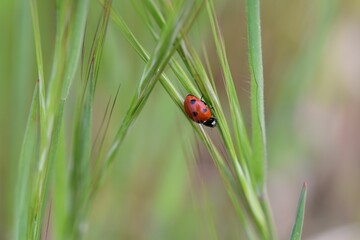 Obraz premium Red ladybug on the green grass in the field