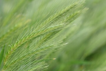 Closeup of the green wheat growing in the field
