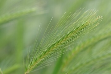 Fototapeta premium Closeup of the green wheat growing in the field