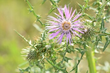 Closeup of a thistle growing in the field