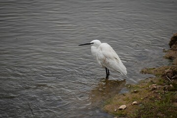 Great white heron perched at the shore of a lake