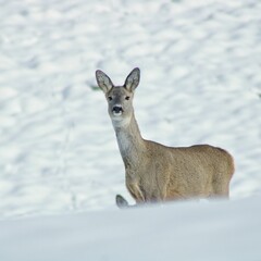Close-up shot of a Siberian roe deer in the snow