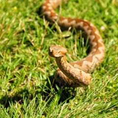 Close-up shot of a Vipera berus crawling on the grass