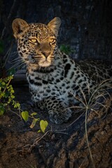 Beautiful Male Leopard Looking Into The Sunrise
