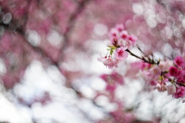 Close up of pink sakura flower in spring