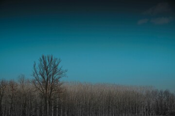 Scenic shot of dry winter trees on the background of the clear blue sky