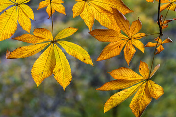 昇仙峡のトチノキの紅葉
