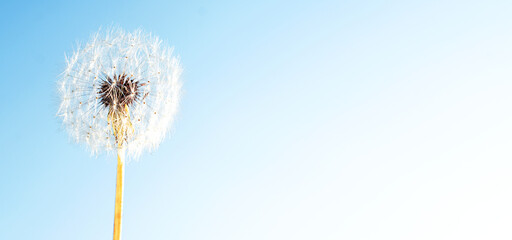 Dandelion on blue sky background with copy space. Banner.