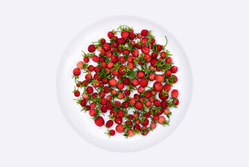 Wild strawberries wth green buds on white pocelain background-