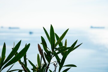 Selective focus of plant leaves with sea and ships on the background in Tarragona, Spain - obrazy, fototapety, plakaty