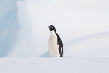 Cute Adelie penguin (Pygoscelis adeliae) standing on a glacier in the Arctic on blurred background