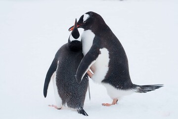 Close-up shot of two penguins in icy Antarctica