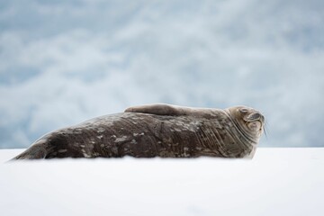 Close-up shot of a seal sleeping on snow in Antarctica