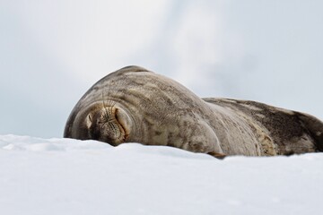 Close-up shot of a seal sleeping on snow in Antarctica