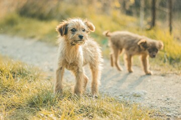 Selective focus shot of street dogs on a narrow road running through a field