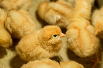 Selective focus of a fluffy yellow chick on a poultry farm, a concept of aviculture © Jovan Mirkovic1/Wirestock Creators