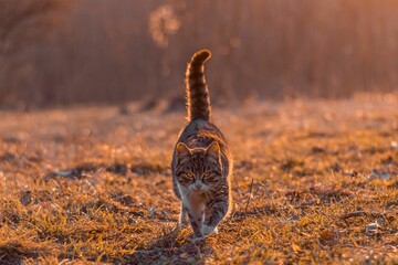 Selective focus of a cute fluffy cat with bright yellow eyes walking in a field