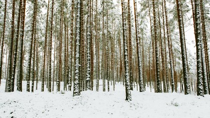 Fototapeta premium Beautiful view of tall trees in a snowy forest