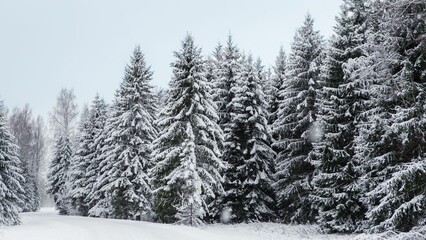 Snowy coniferous trees in the forest