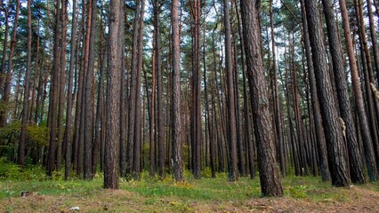 Beautiful view of tall trees in the forest