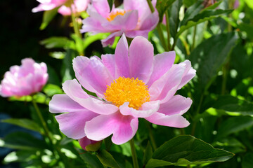 Pink and yellow Peony rose isolated with green leaf background.