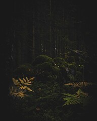 Vertical shot of green trees and mossy rocks in a dense forest in dark tones © Nifty1/Wirestock Creators
