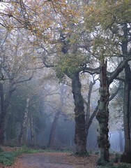 Fototapeta premium Vertical shot of the blossomed Sutton park in Birmingham, United Kingdom